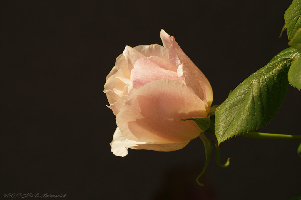 Album "Image sans titre" | Image de photographie "Fleurs" de Natali Antonovich en photostock.