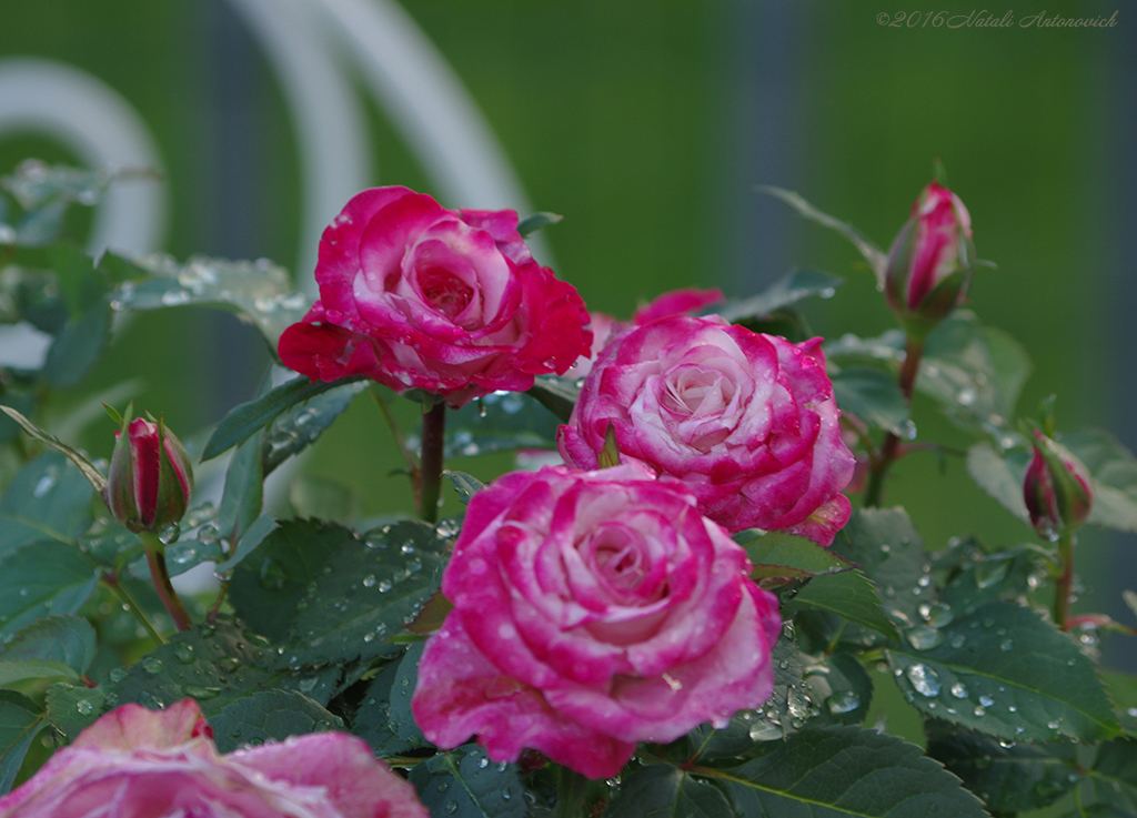 Album "Bild ohne Titel" | Fotografiebild "Blumen" von Natali Antonovich im Sammlung/Foto Lager.