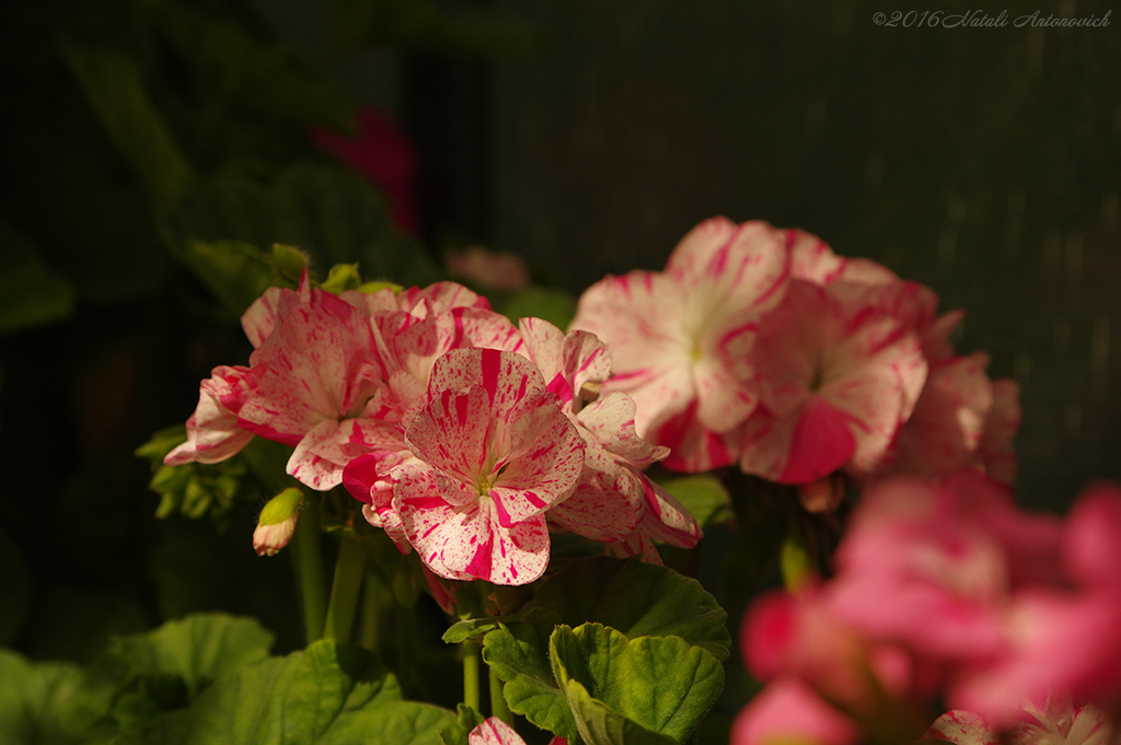 Album "Image sans titre" | Image de photographie "Fleurs" de Natali Antonovich en photostock.