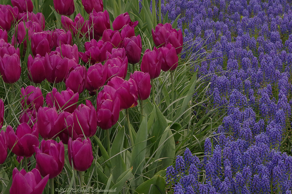 Album "Image sans titre" | Image de photographie "Fleurs" de Natali Antonovich en photostock.