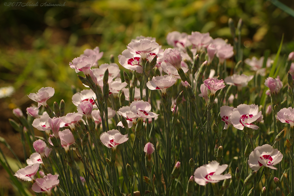 Album  "Image without title" | Photography image "Flowers" by Natali Antonovich in Photostock.