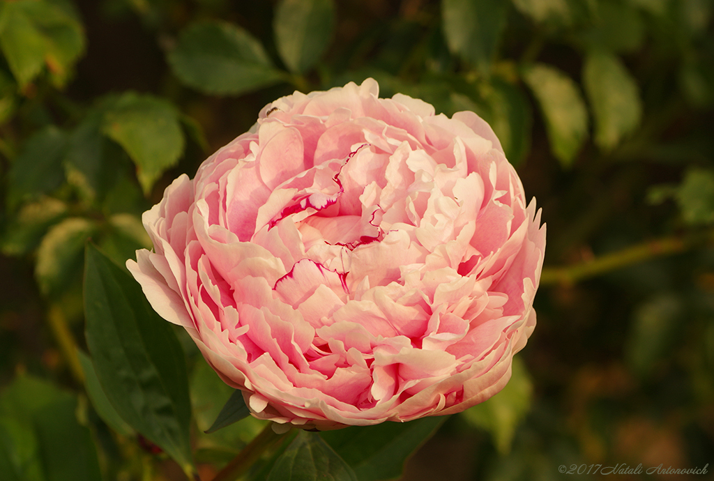 Album "Bild ohne Titel" | Fotografiebild "Blumen" von Natali Antonovich im Sammlung/Foto Lager.