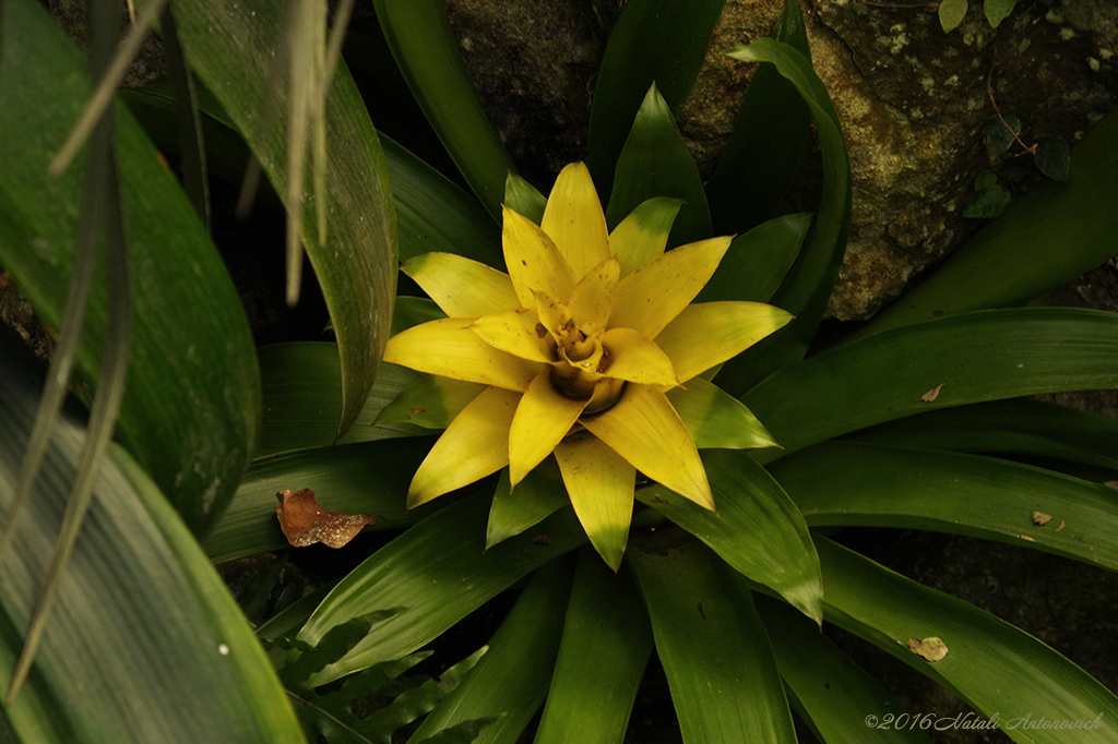 Album "Image sans titre" | Image de photographie "Fleurs" de Natali Antonovich en photostock.