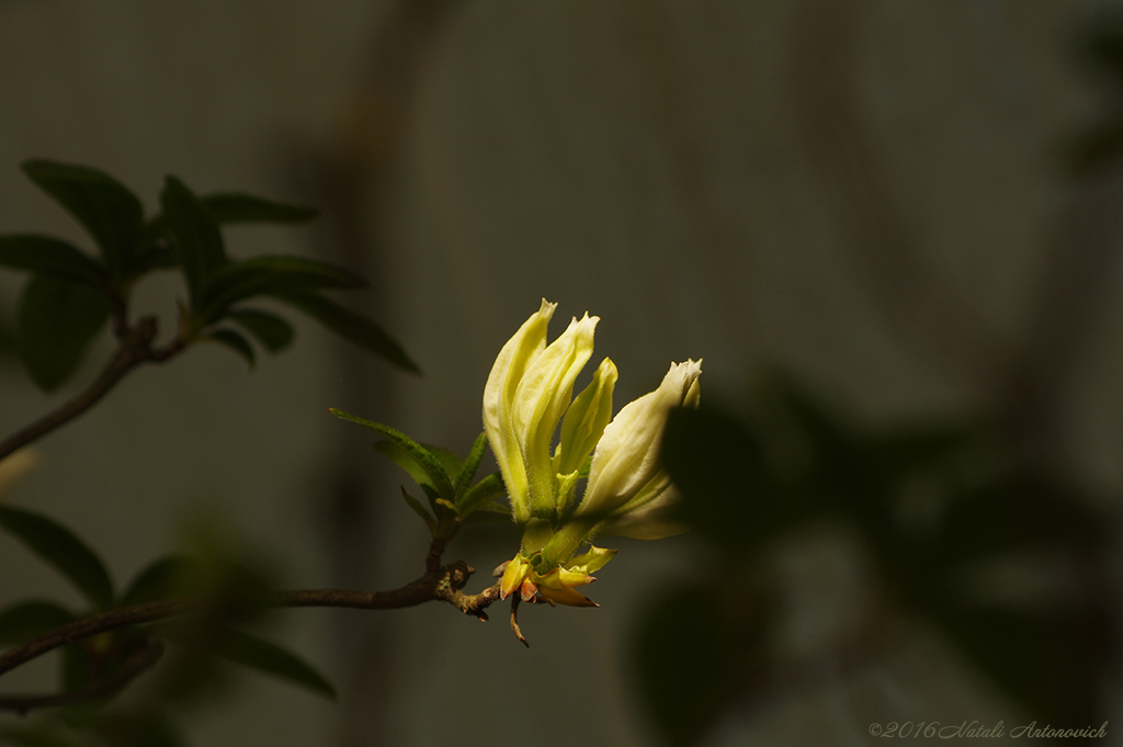 Album "Afbeelding zonder titel" | Fotografie afbeelding "Lente" door Natali Antonovich in Archief/Foto Voorraad.