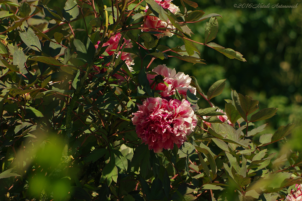 Album  "Image without title" | Photography image "Flowers" by Natali Antonovich in Photostock.