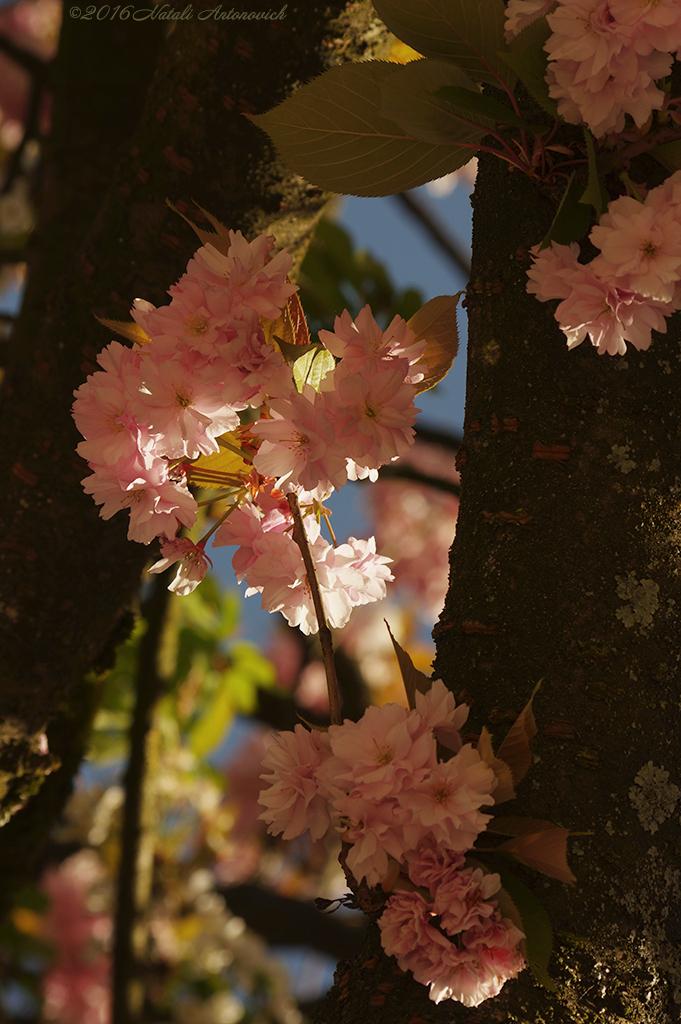 Album  "Image without title" | Photography image " Spring" by Natali Antonovich in Photostock.