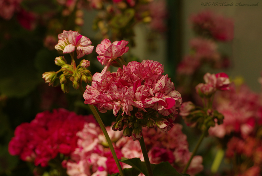 Album "Bild ohne Titel" | Fotografiebild "Blumen" von Natali Antonovich im Sammlung/Foto Lager.