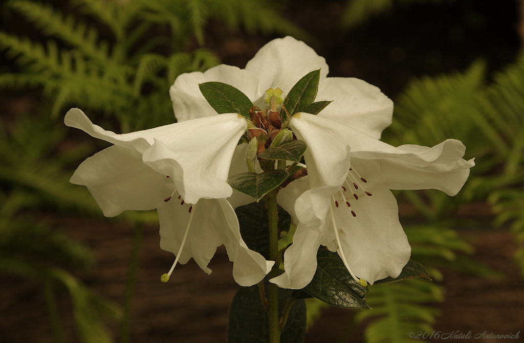 Album "Image sans titre" | Image de photographie "Fleurs" de Natali Antonovich en photostock.