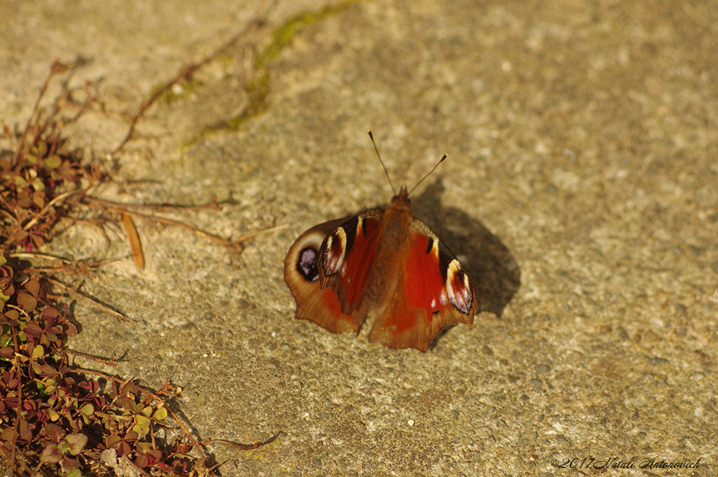 Album  "Image without title" | Photography image "Belgium" by Natali Antonovich in Photostock.