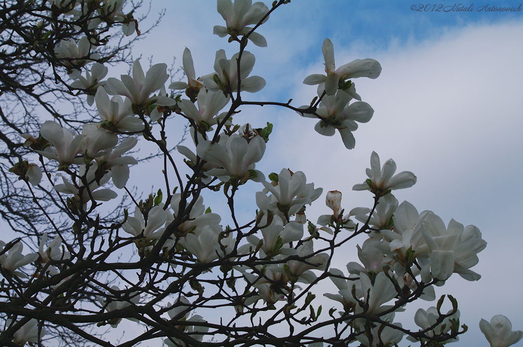 Album "Image sans titre" | Image de photographie "Printemps" de Natali Antonovich en photostock.