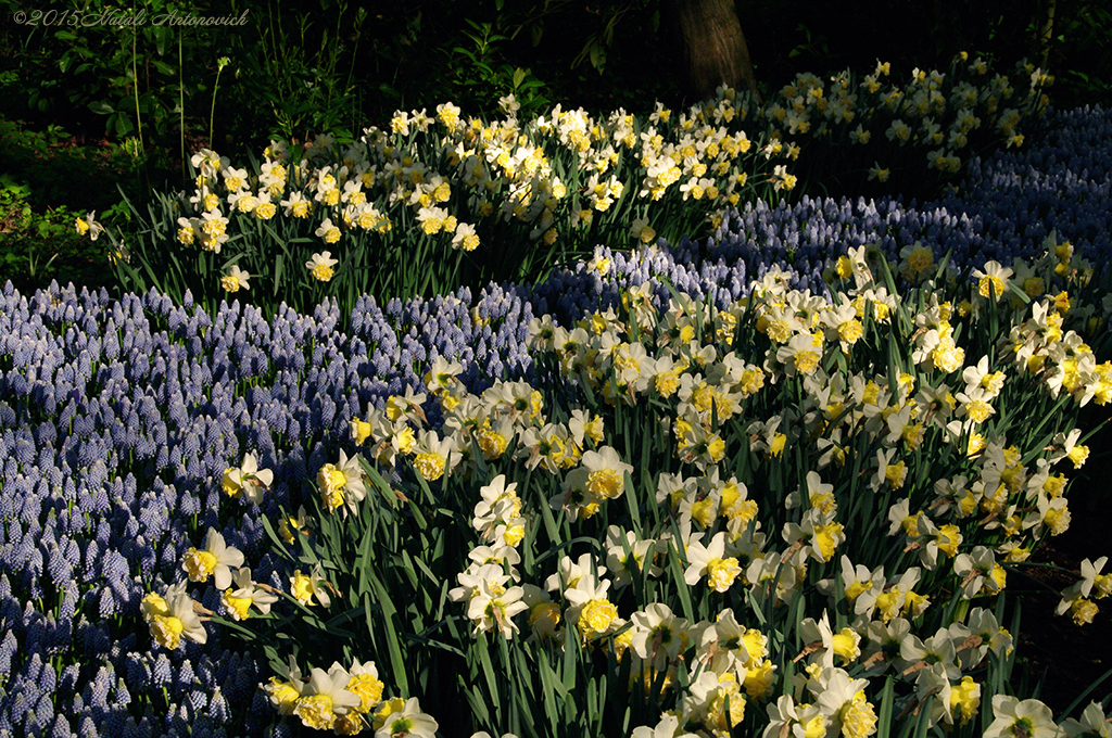 Album "Image sans titre" | Image de photographie "Fleurs" de Natali Antonovich en photostock.