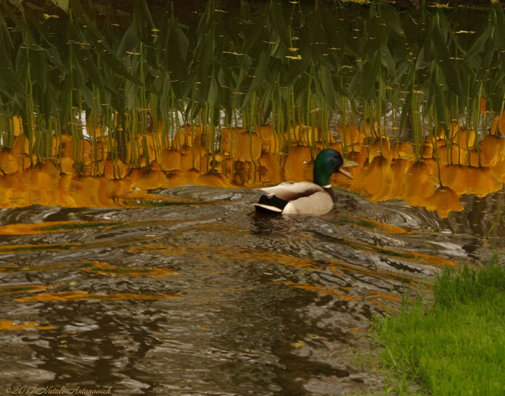 Album "Image sans titre" | Image de photographie "Printemps" de Natali Antonovich en photostock.