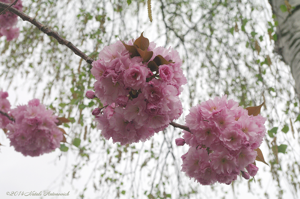 Album "Bild ohne Titel" | Fotografiebild "Frühling" von Natali Antonovich im Sammlung/Foto Lager.