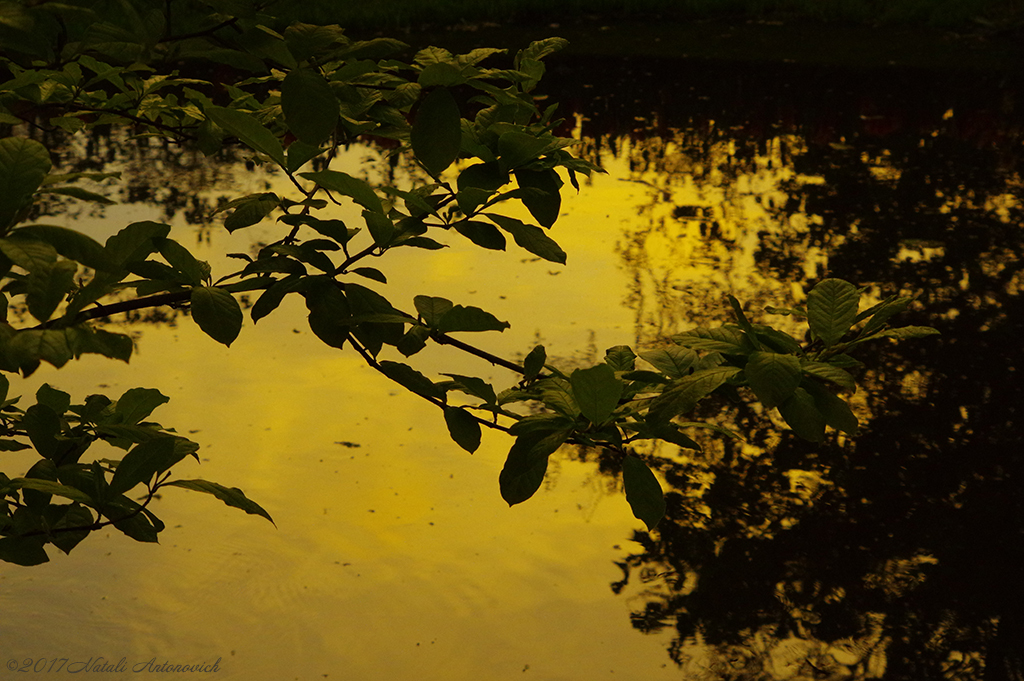 Album "Image sans titre" | Image de photographie "Water Gravitation" de Natali Antonovich en photostock.