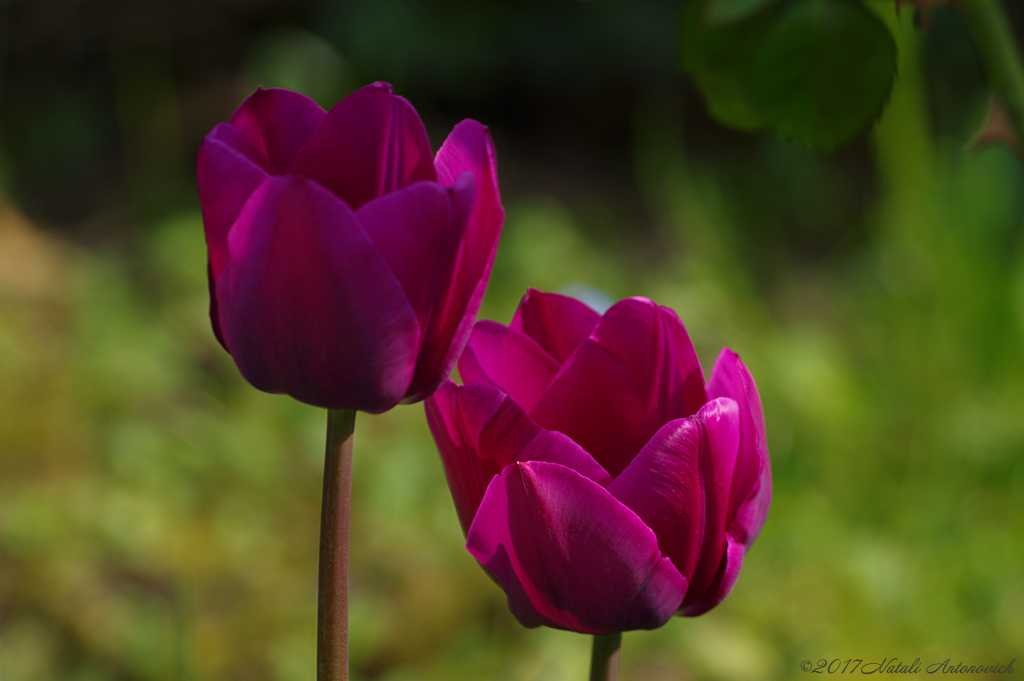 Album "Bild ohne Titel" | Fotografiebild "Blumen" von Natali Antonovich im Sammlung/Foto Lager.