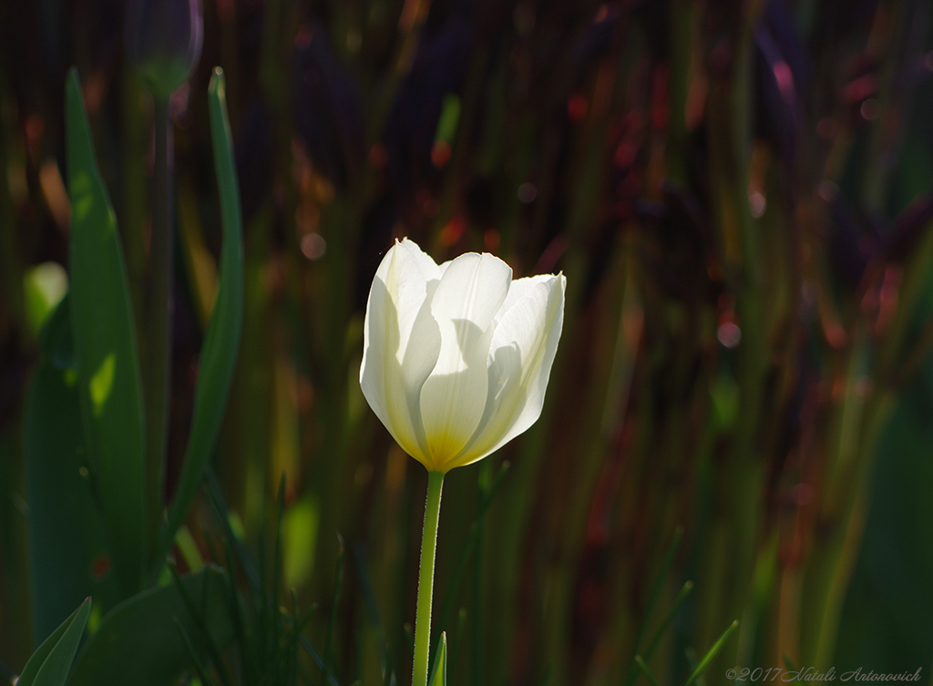 Album "Bild ohne Titel" | Fotografiebild "Blumen" von Natali Antonovich im Sammlung/Foto Lager.