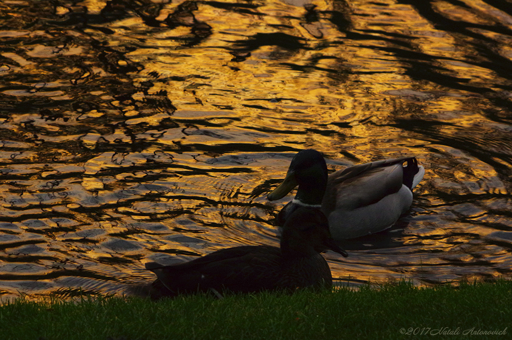 Album "Afbeelding zonder titel" | Fotografie afbeelding "Vogels" door Natali Antonovich in Archief/Foto Voorraad.