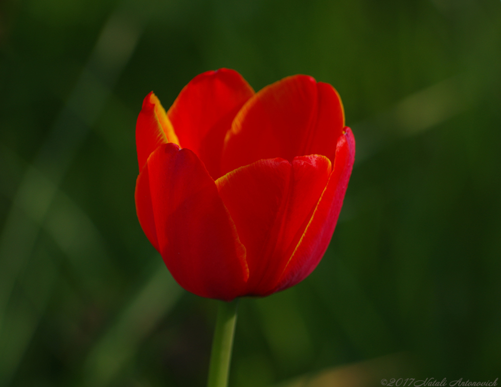 Album "Image sans titre" | Image de photographie "Printemps" de Natali Antonovich en photostock.