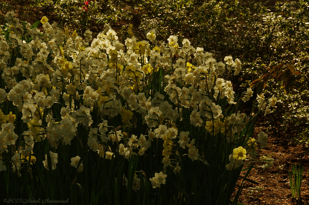 Album "Image sans titre" | Image de photographie "Fleurs" de Natali Antonovich en photostock.