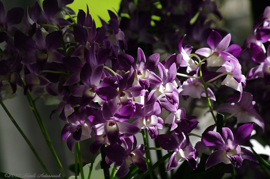 Album "Image sans titre" | Image de photographie "Orchidées" de Natali Antonovich en photostock.