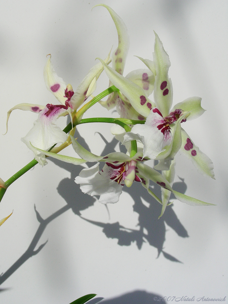 Album "Afbeelding zonder titel" | Fotografie afbeelding "Orchideeën" door Natali Antonovich in Archief/Foto Voorraad.