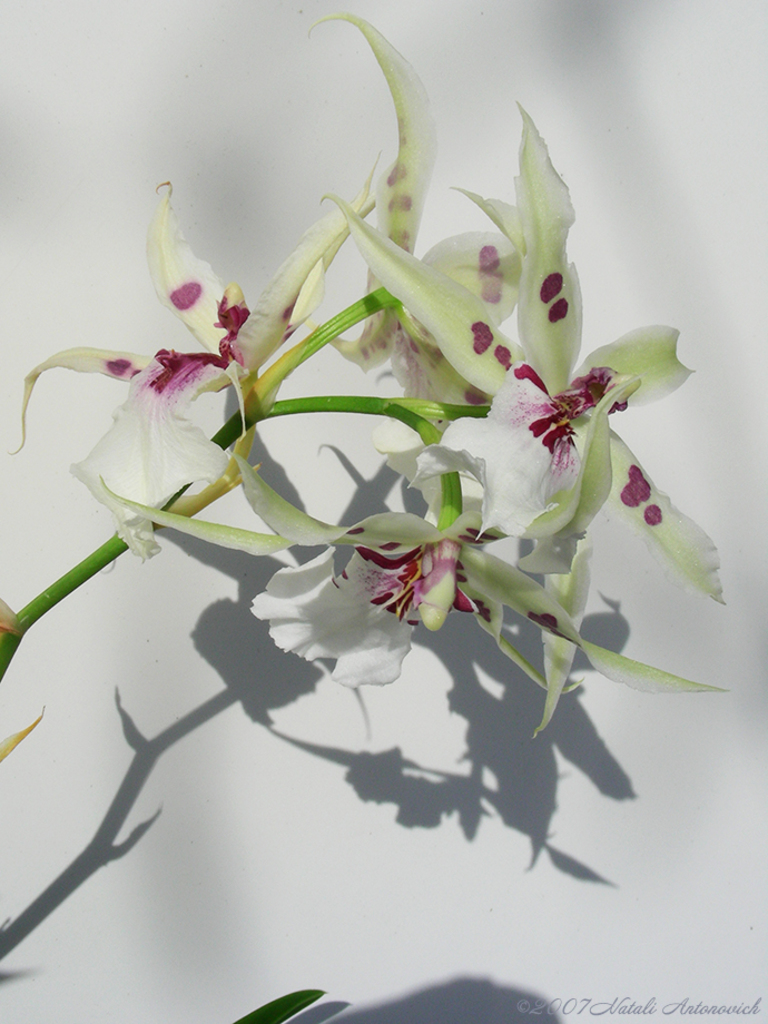 Album "Image sans titre" | Image de photographie "Fleurs" de Natali Antonovich en photostock.