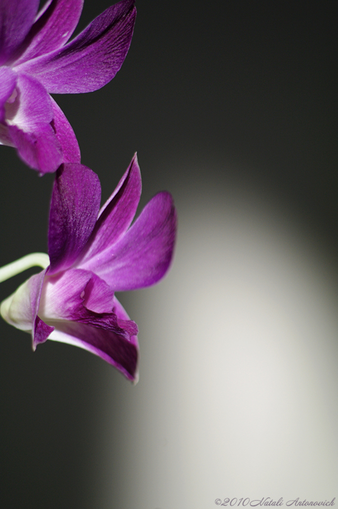 Album  "Image without title" | Photography image "Orchids" by Natali Antonovich in Photostock.