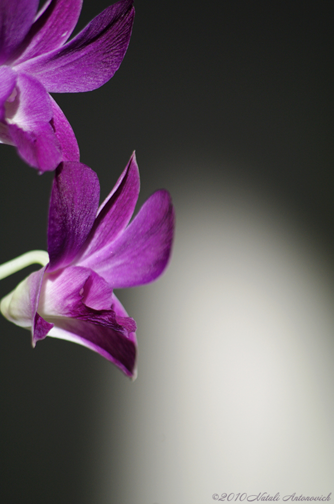 Album "Image sans titre" | Image de photographie "Fleurs" de Natali Antonovich en photostock.