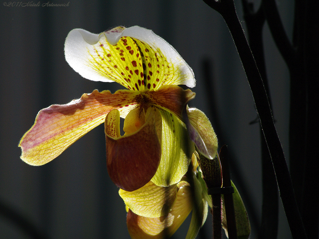 Album "Bild ohne Titel" | Fotografiebild "Orchideen" von Natali Antonovich im Sammlung/Foto Lager.