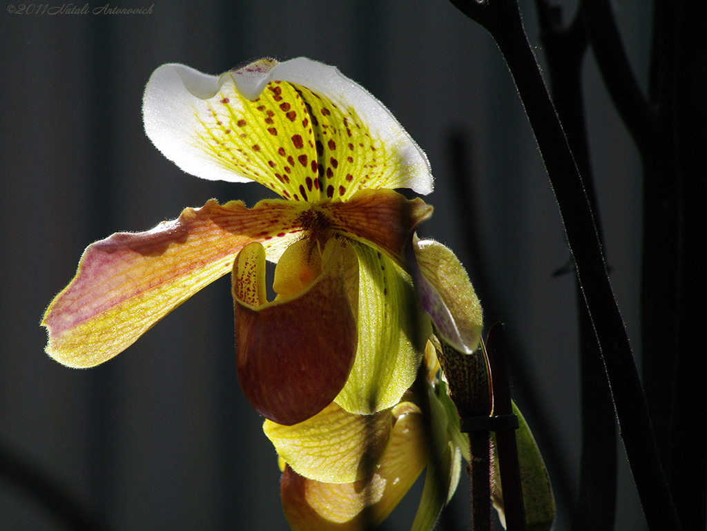 Album  "Image without title" | Photography image "Orchids" by Natali Antonovich in Photostock.