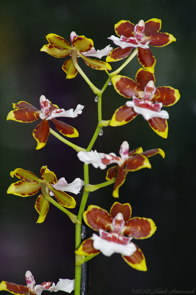 Album "Afbeelding zonder titel" | Fotografie afbeelding "Orchideeën" door Natali Antonovich in Archief/Foto Voorraad.