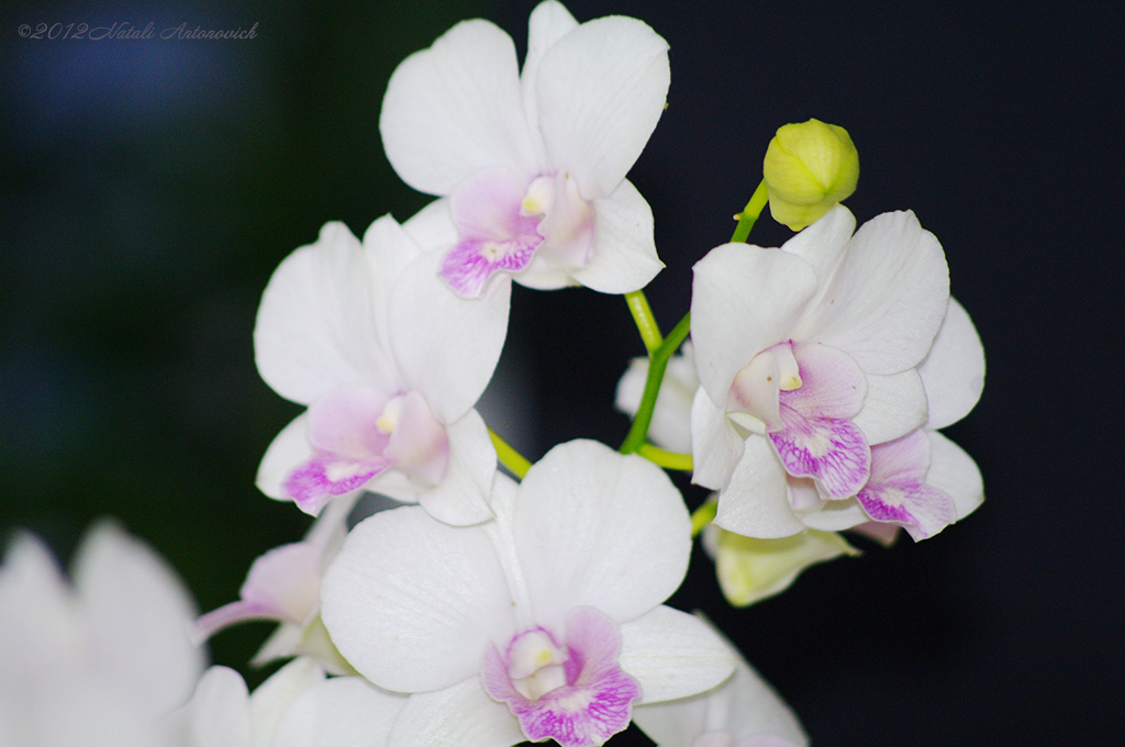 Album "Afbeelding zonder titel" | Fotografie afbeelding "Orchideeën" door Natali Antonovich in Archief/Foto Voorraad.
