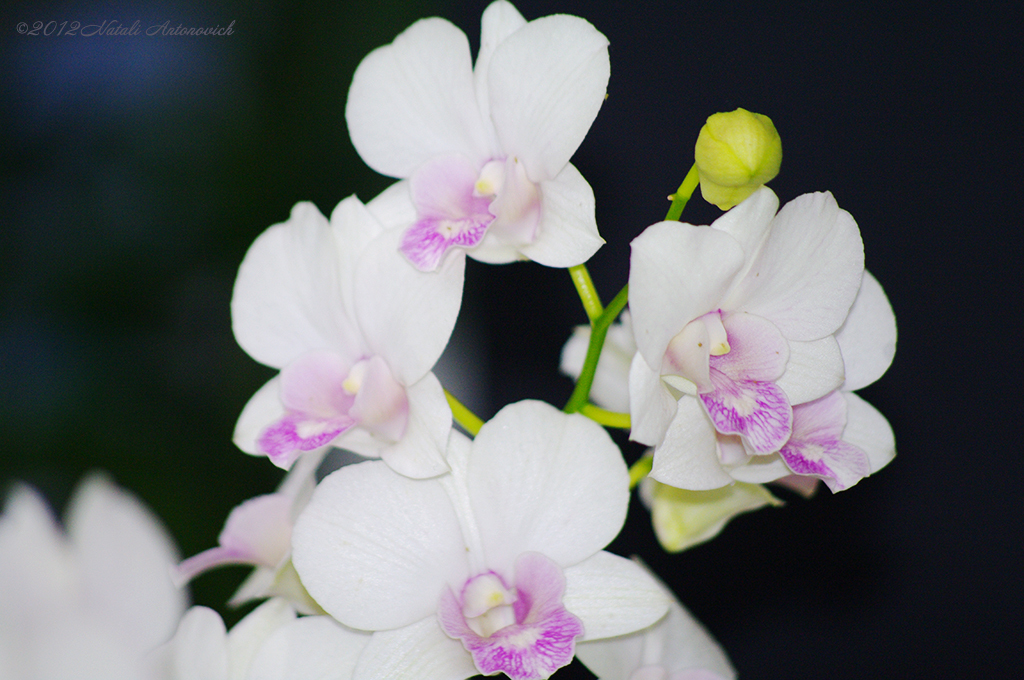 Album "Bild ohne Titel" | Fotografiebild "Blumen" von Natali Antonovich im Sammlung/Foto Lager.