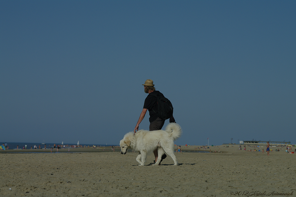 Album  "Image without title" | Photography image "Belgian Coast" by Natali Antonovich in Photostock.