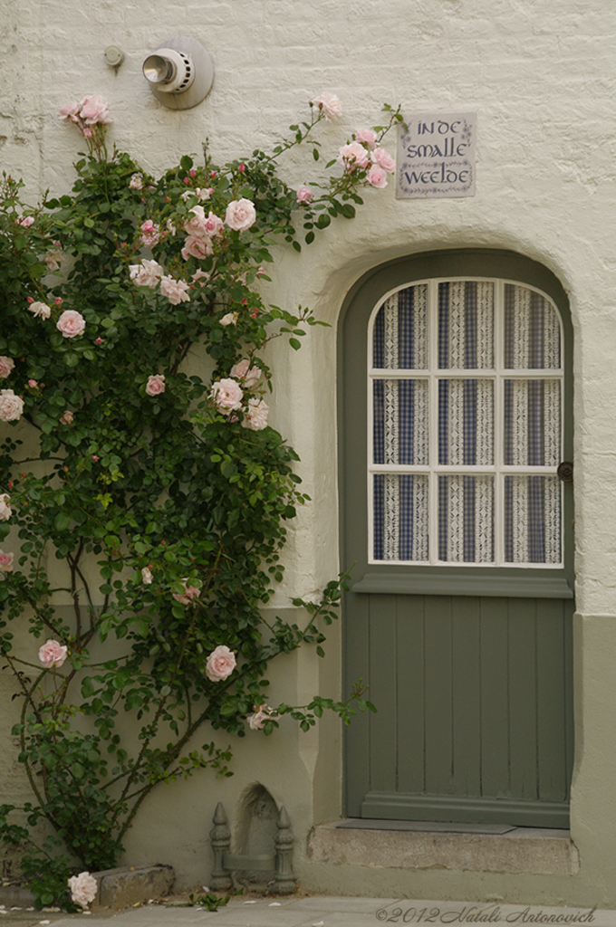 Album "Image sans titre" | Image de photographie "Fleurs" de Natali Antonovich en photostock.