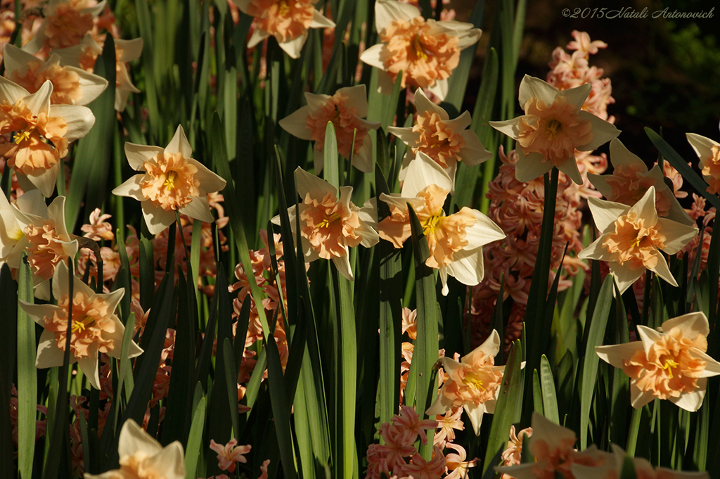 Album "Image sans titre" | Image de photographie "Fleurs" de Natali Antonovich en photostock.