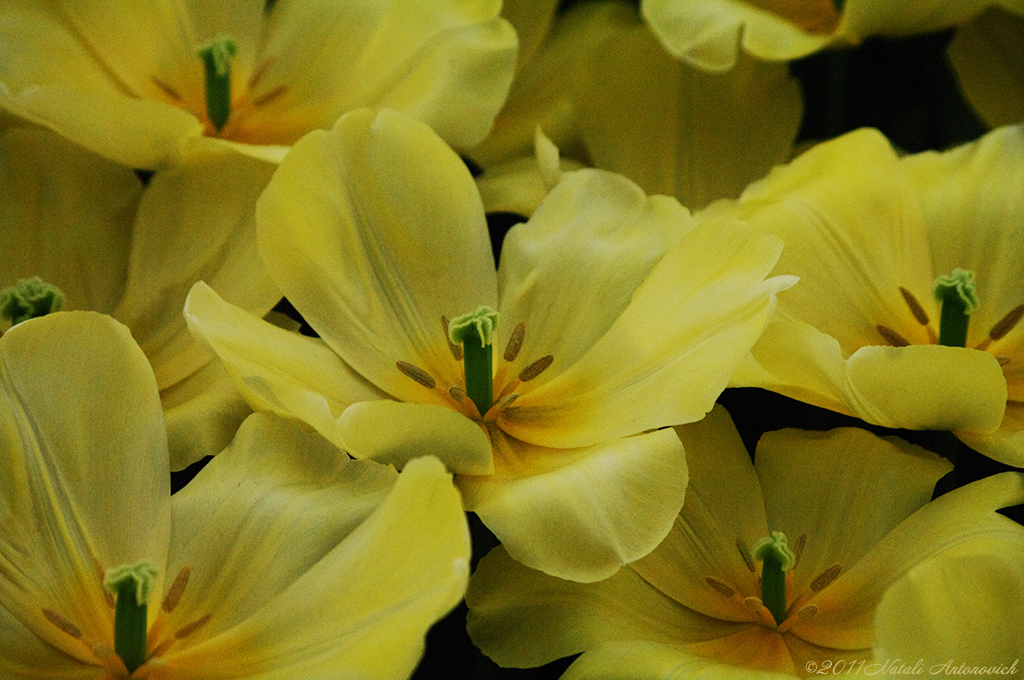 Album "Bild ohne Titel" | Fotografiebild "Blumen" von Natali Antonovich im Sammlung/Foto Lager.