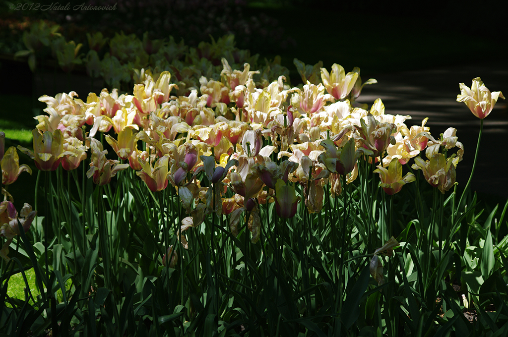 Album "Afbeelding zonder titel" | Fotografie afbeelding "Bloemen" door Natali Antonovich in Archief/Foto Voorraad.