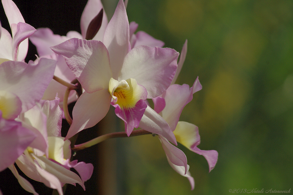 Album "Image sans titre" | Image de photographie "Orchidées" de Natali Antonovich en photostock.