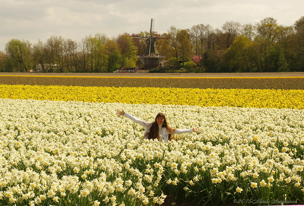 Album "Afbeelding zonder titel" | Fotografie afbeelding "Nederland" door Natali Antonovich in Archief/Foto Voorraad.