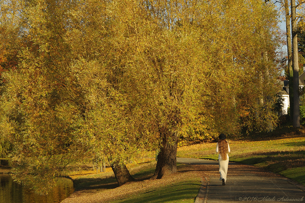 Album "Natalya Hrebionka" | Fotografiebild "Herbst" von Natali Antonovich im Sammlung/Foto Lager.