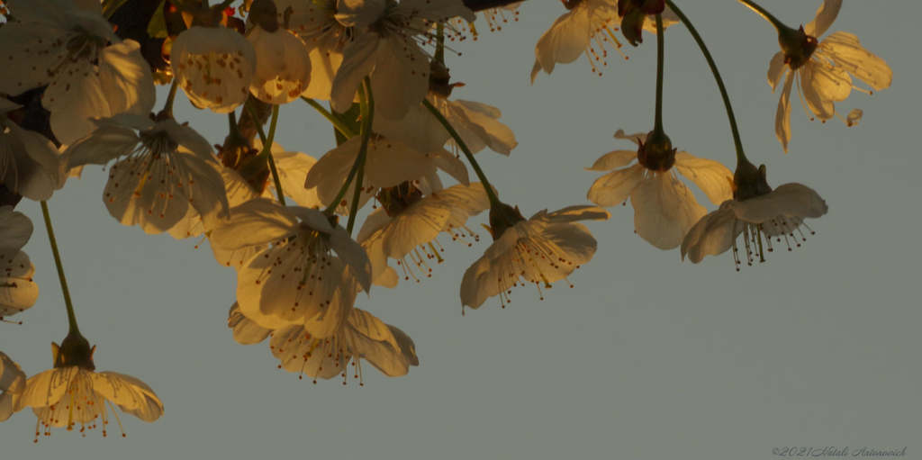 Fotografiebild "Frühling. Kirschblüten." von Natali Antonovich | Sammlung/Foto Lager.