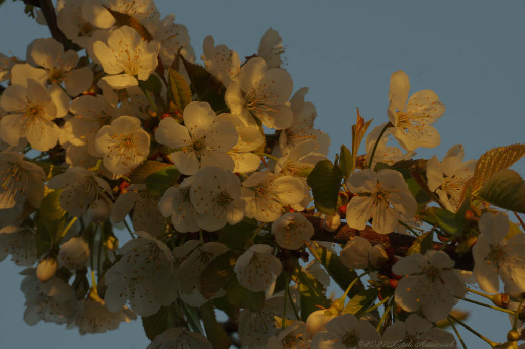 Album "Spring. Cherry blossoms." | Fotografiebild "Frühling" von Natali Antonovich im Sammlung/Foto Lager.