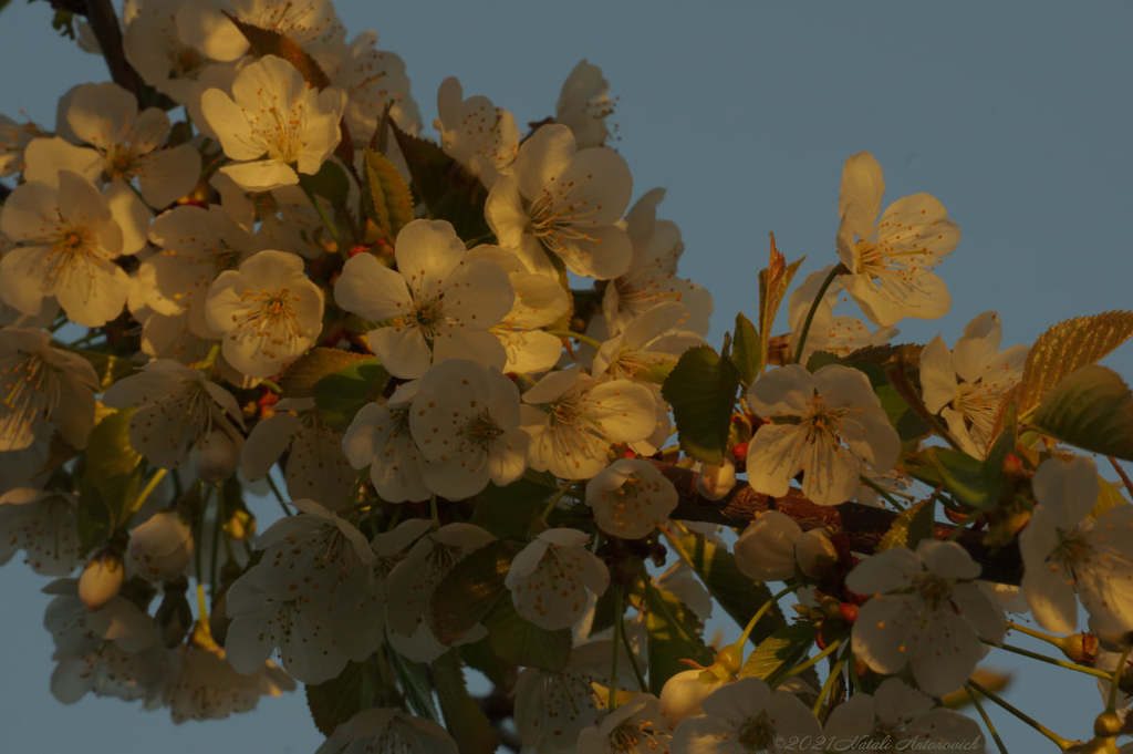 Album  "Spring. Cherry blossoms." | Photography image " Spring" by Natali Antonovich in Photostock.