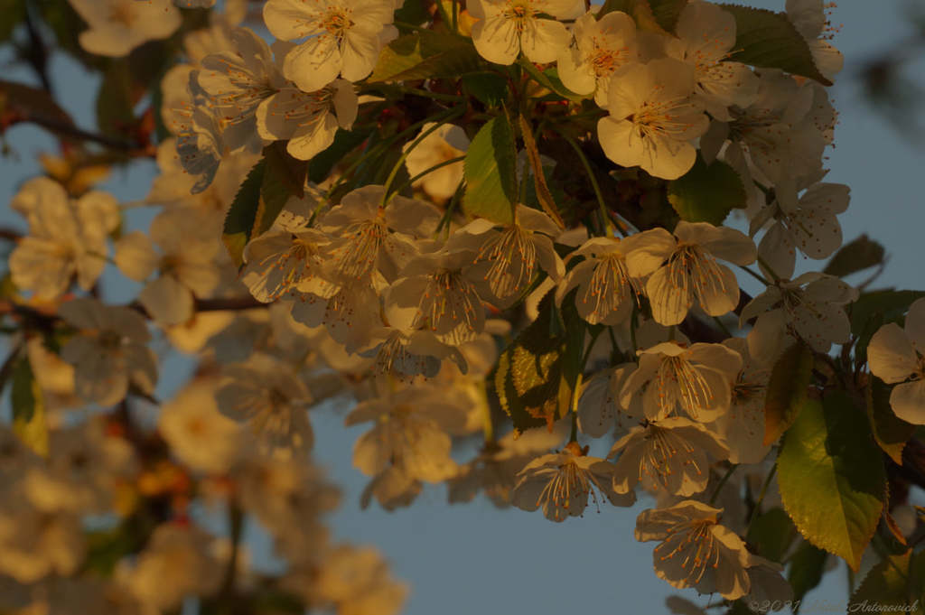 Album "Spring. Cherry blossoms." | Fotografie afbeelding "Lente" door Natali Antonovich in Archief/Foto Voorraad.