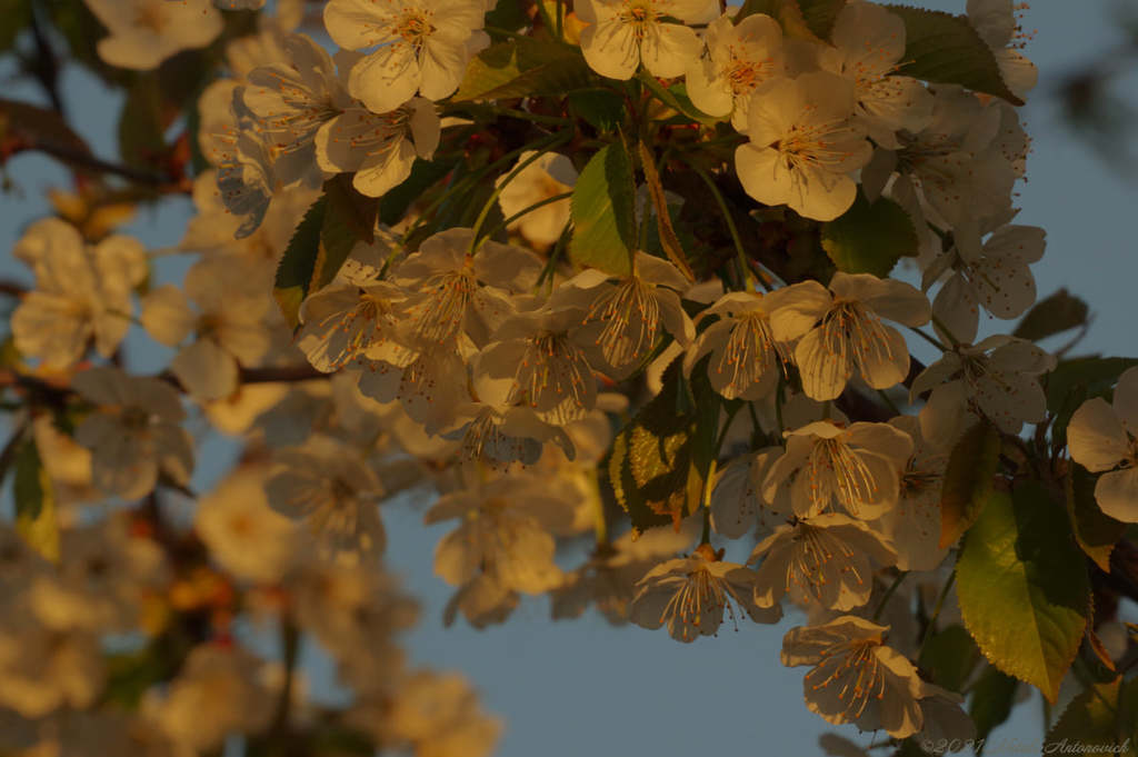 Фотография "Spring. Cherry blossoms." от Натали Антонович | Aрхив/Банк Фотографий