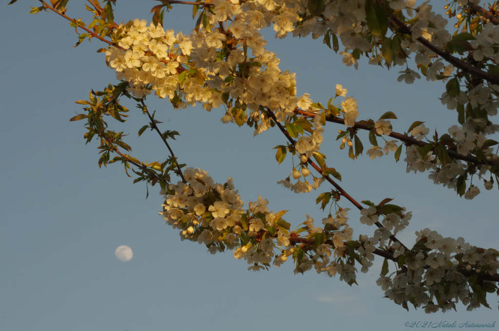 Album "Spring. Cherry blossoms." | Fotografie afbeelding "Lente" door Natali Antonovich in Archief/Foto Voorraad.