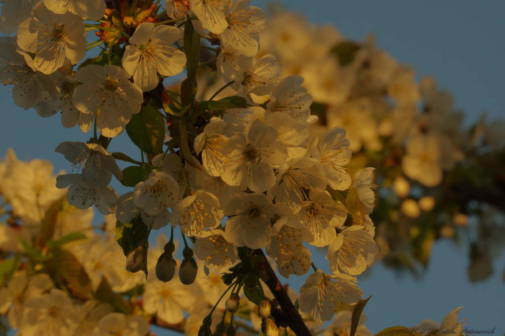 Album  "Spring. Cherry blossoms." | Photography image " Spring" by Natali Antonovich in Photostock.