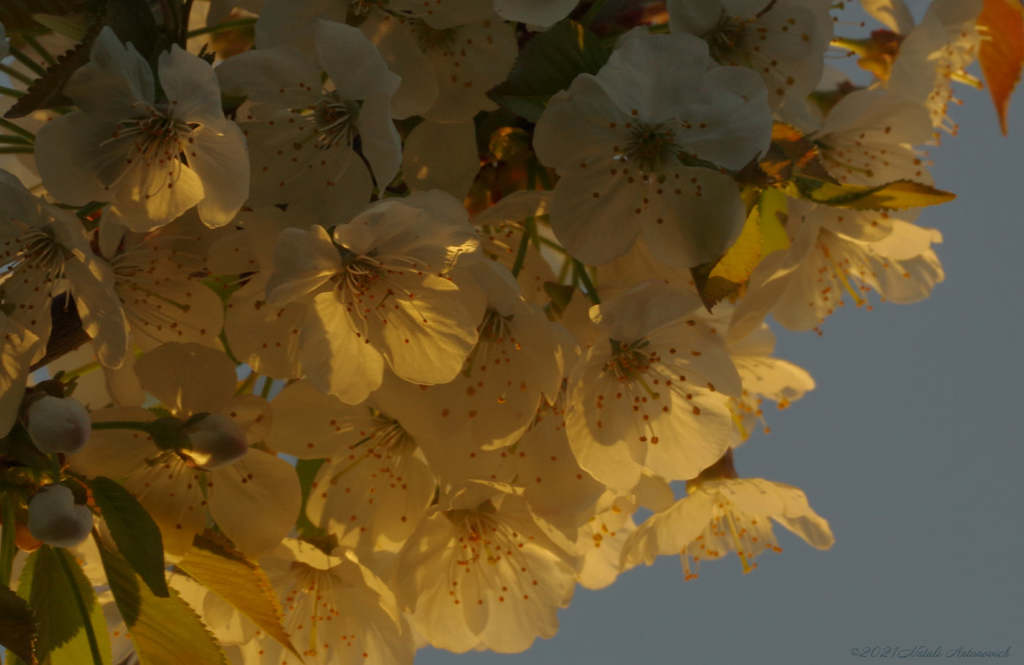 Album "Spring. Cherry blossoms." | Fotografie afbeelding "Lente" door Natali Antonovich in Archief/Foto Voorraad.