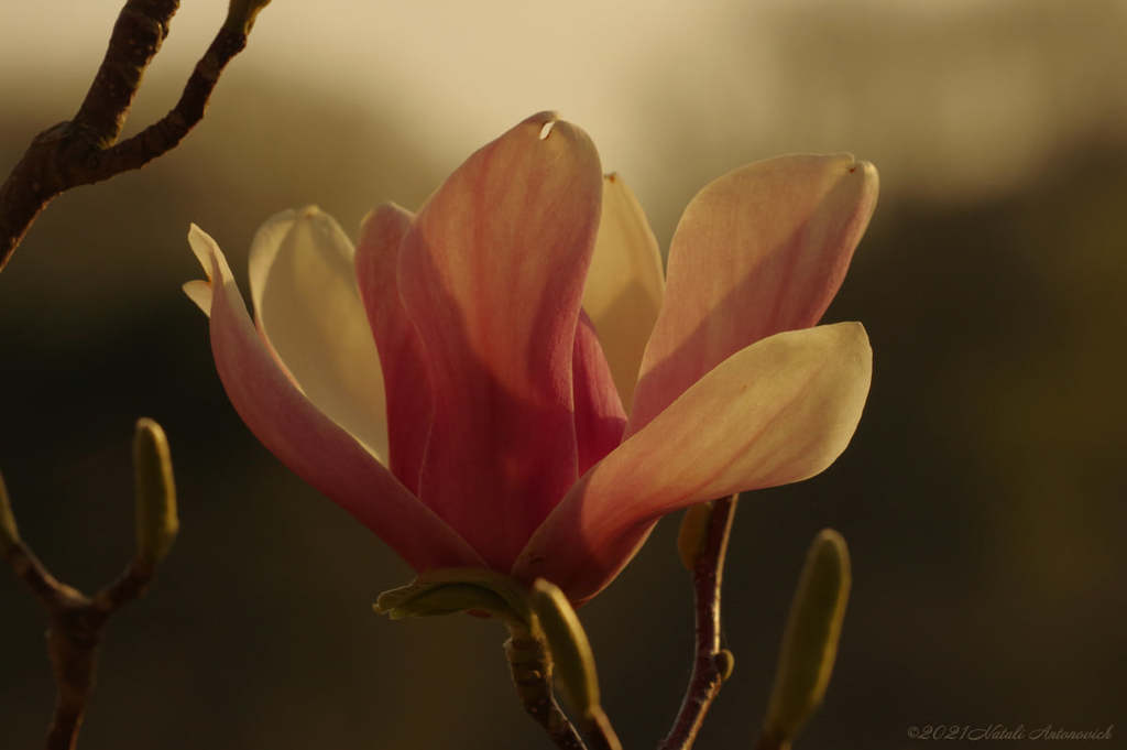Album "Spring. Magnolia" | Fotografie afbeelding "Lente" door Natali Antonovich in Archief/Foto Voorraad.